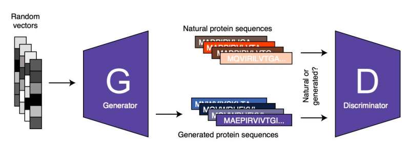 ProteinGAN: A generative adversarial network that generates functional protein sequences