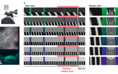 Study examines experience-dependent contextual codes in the hippocampus