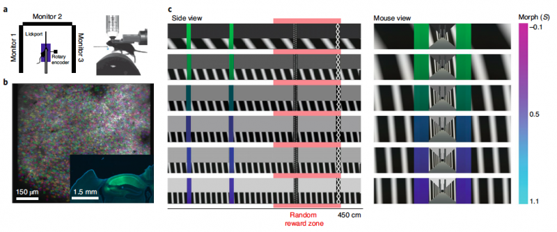 Study examines experience-dependent contextual codes in the hippocampus