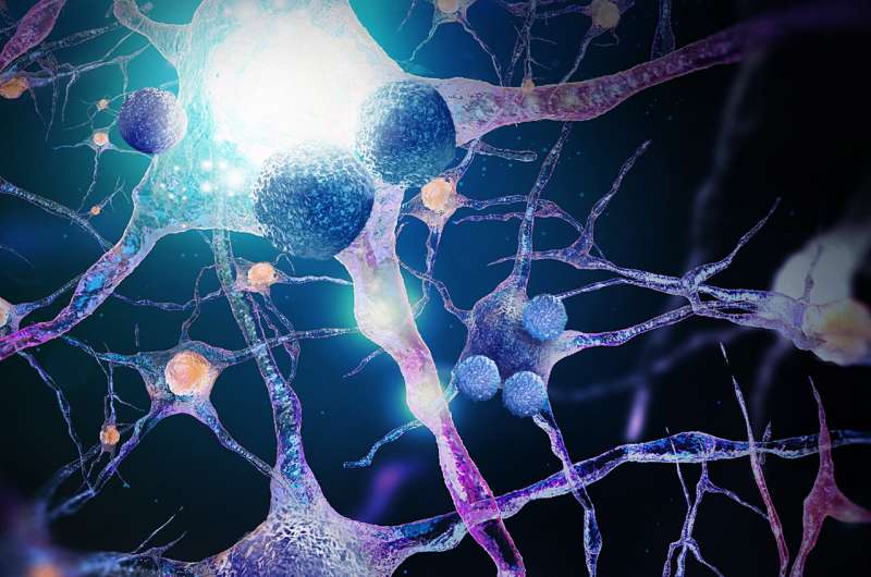 Study explores the effects of immune responses on the aging brain