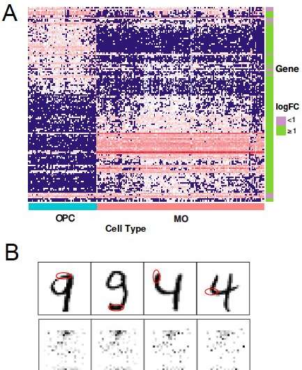 SurvNet: A backward elimination procedure to enhance variable selection for deep neural networks