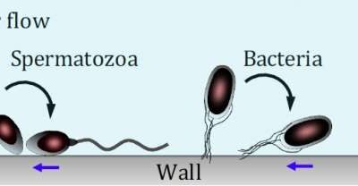 Tiny bio-inspired swarm robots for targeted medical interventions