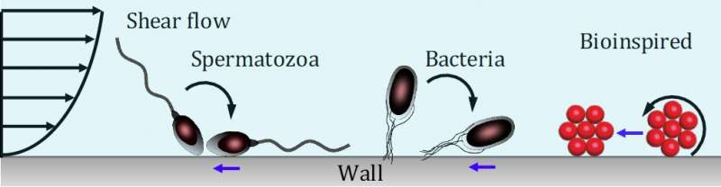 Tiny bio-inspired swarm robots for targeted medical interventions
