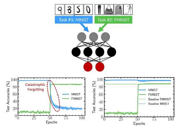A bio-inspired technique to mitigate catastrophic forgetting in binarized neural networks
