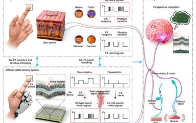 Researchers create an artificial tactile skin that mimics human tactile recognition processes