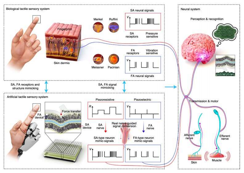 Researchers create an artificial tactile skin that mimics human tactile recognition processes