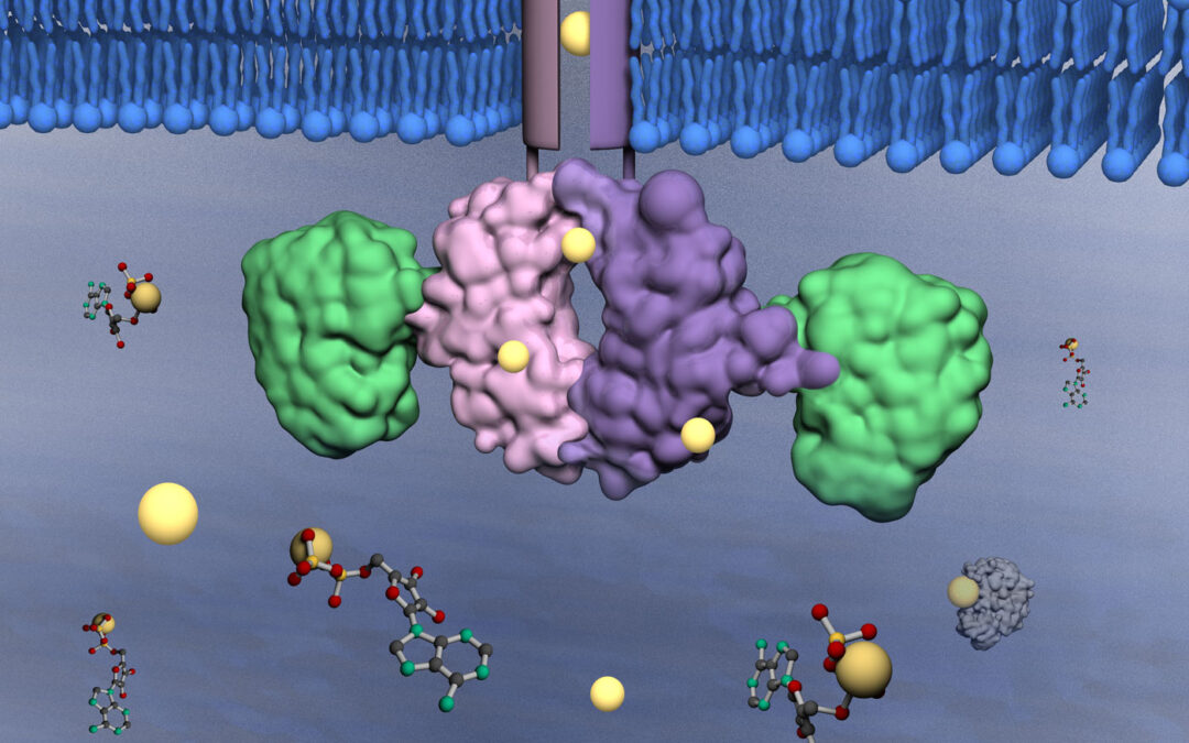 Controlling magnesium flux: a central role for the PRL-CNNM complex