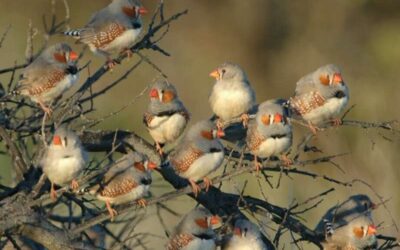 Early acoustic experiences alter methylation in songbird embryo’s forebrain