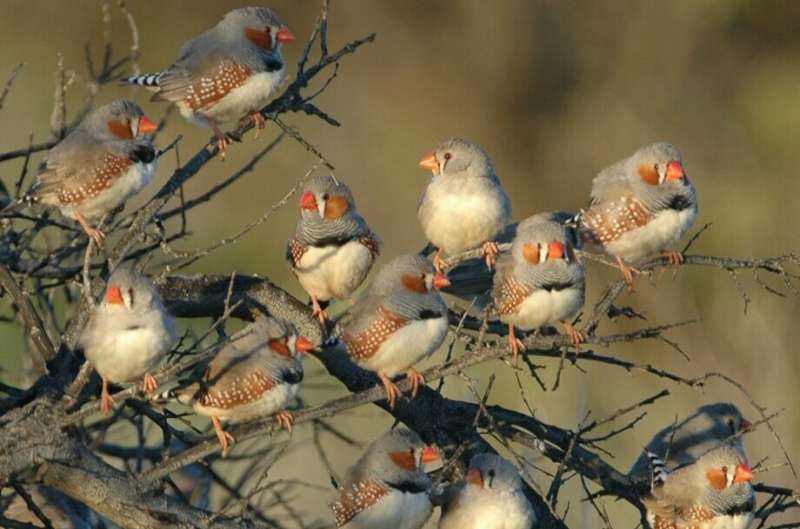 Early acoustic experiences alter methylation in songbird embryo’s forebrain
