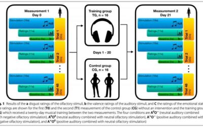 Neuroscientists assess the impact of a short-term musical training on implicit emotion regulation