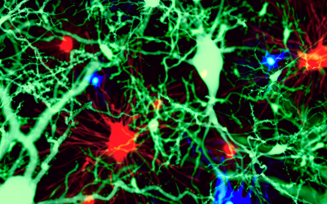 Unravelling microglial renewal and expansion during health and disease