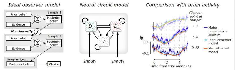 New insight into how the brain makes decisions in changing environments