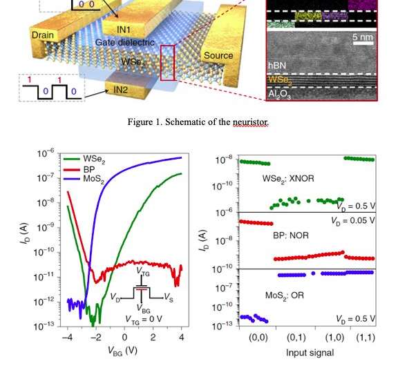 Researchers fabricate logic gates based on neuristors made of 2D materials