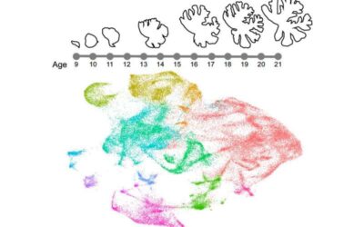 The first molecular map describing human cerebellar development