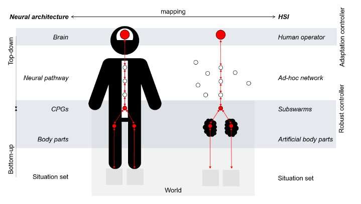 A theoretical approach for designing a self-organizing human-swarm system