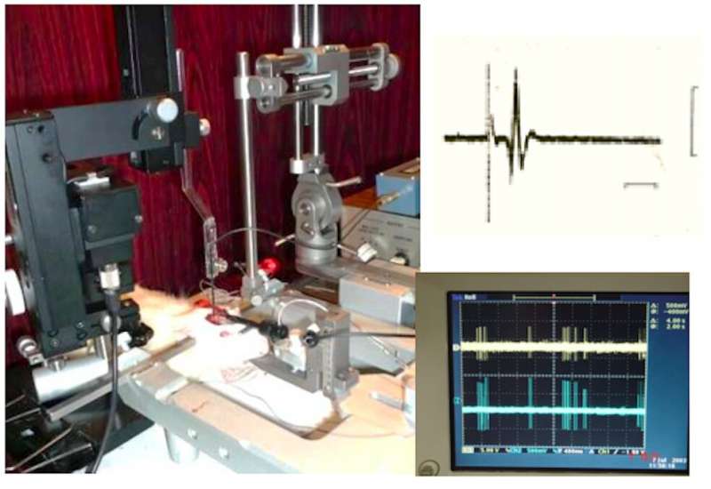 Ketone 2-heptanone reduces inhibitory control of the amygdala in the mouse brain