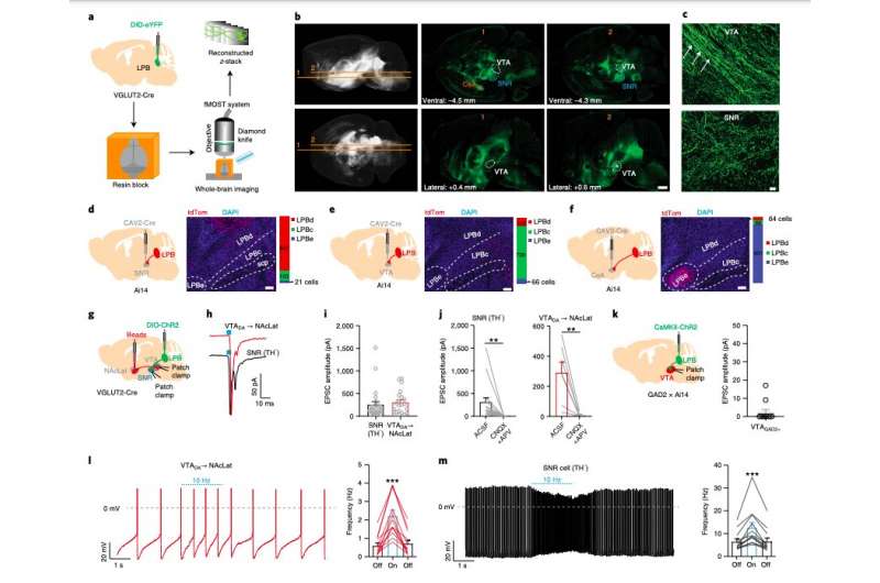 Identifying a neural circuit involved in how pain modulates dopamine neurons