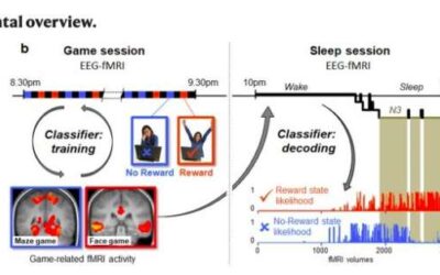 Study shows that rewarded life experiences are replayed and consolidated during sleep