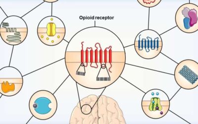 Study examines the differences between opioid receptor subtypes