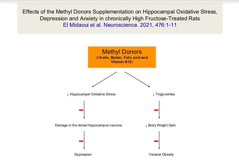 Effects of methyl donors on hippocampal oxidative stress, depression and anxiety