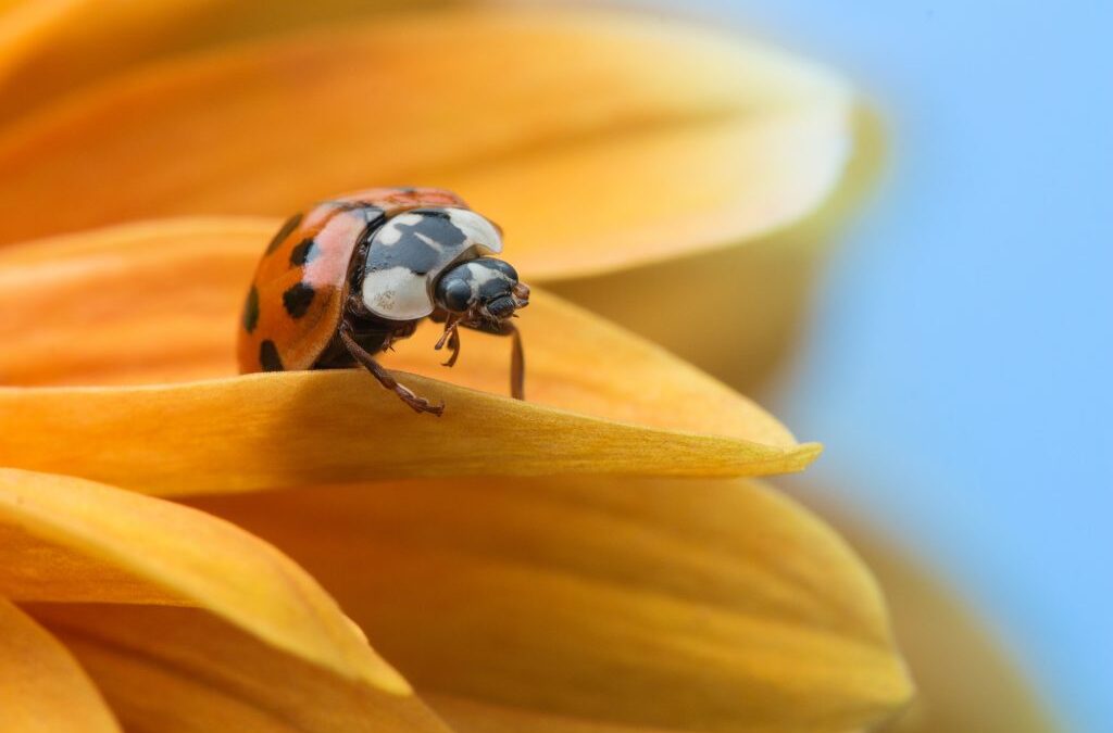 SciComm Corner – Can science communicators help to protect endangered species?