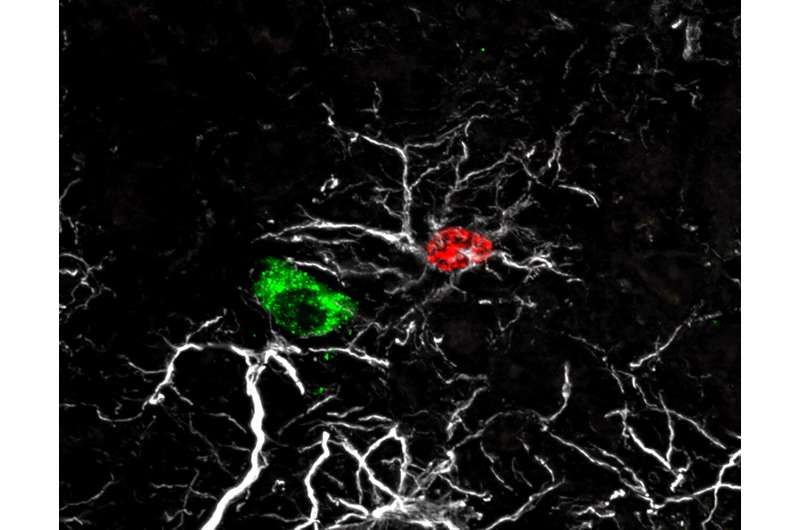 Neural mechanism facilitates network integration for fertility-controlling neurons and sexual maturation