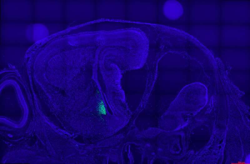 Locally produced neurosteroids regulate the emerging reproductive neural circuitry in the embryonic mouse brain