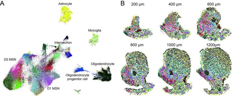 Study constructs a molecular and cellular taxonomy of the mouse nucleus accumbens