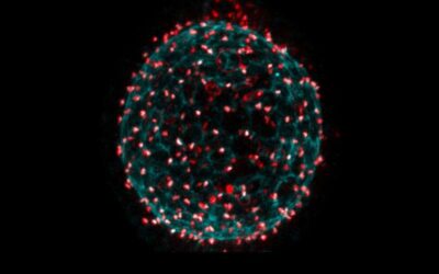 Study explores the origin of clonal dominance in excitable cell networks