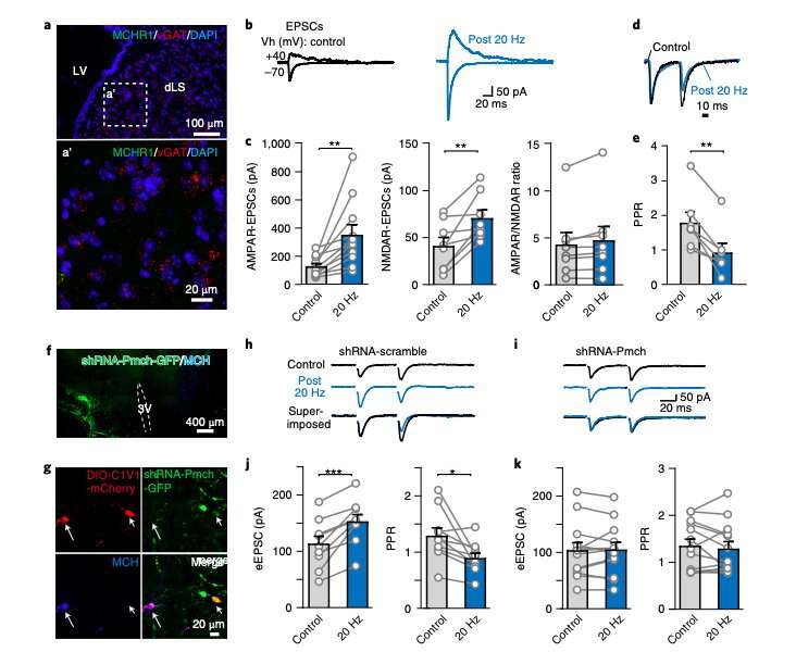 Study: Hypothalamic melanin–concentrating hormone regulates activity in the dorsolateral septum
