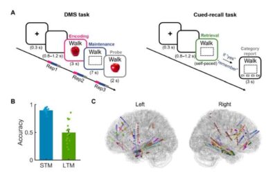 Study shows that memories pass through many transformation stages as they are encoded