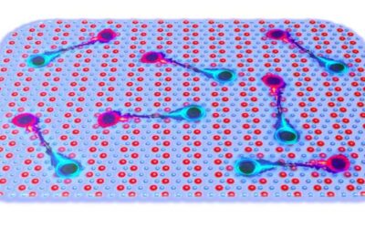 Study shows that monolayer tungsten ditelluride is an excitonic insulator