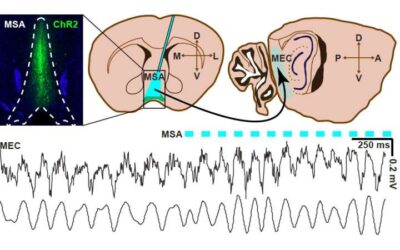 Past research suggests that brain oscillations may support different cognitive functions by coordinating spike timing inside and across different brain regions. However, the role that the timing of these oscillations plays in specific neural computations is still unclear.
