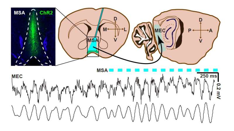 Past research suggests that brain oscillations may support different cognitive functions by coordinating spike timing inside and across different brain regions. However, the role that the timing of these oscillations plays in specific neural computations is still unclear.