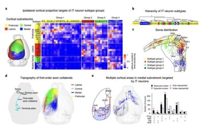 A new approach to reproduce human and animal movements in robots