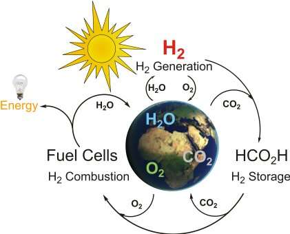 A system for the reversible hydrogenation of carbon dioxide into formic acid