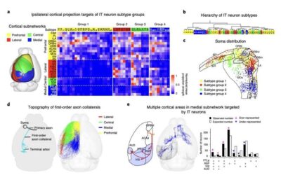 Reconstructing axons of more than 6,000 projection neurons in the mouse prefrontal cortex