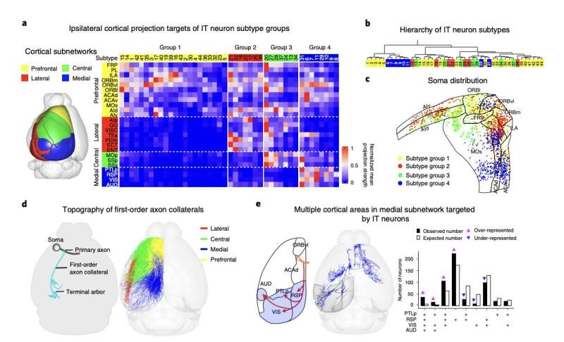 Reconstructing axons of more than 6,000 projection neurons in the mouse prefrontal cortex
