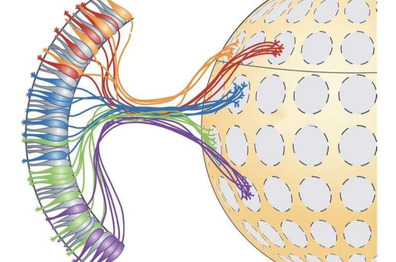 Researchers map mouse olfactory glomeruli using state-of-the-art techniques