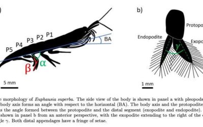 RoboKrill: A crustacean-inspired swimming robot for marine exploration