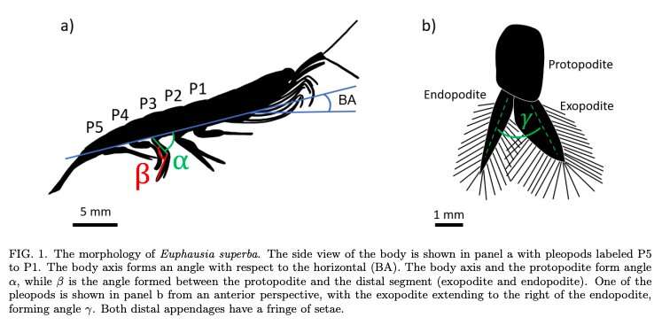 RoboKrill: A crustacean-inspired swimming robot for marine exploration