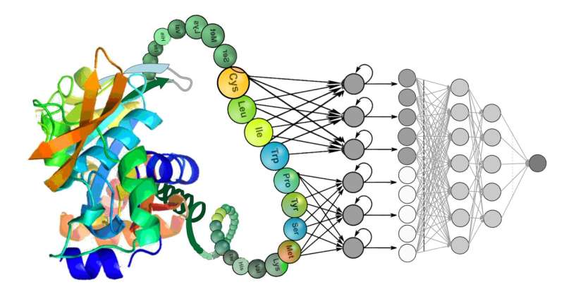 Study evaluates deep learning models that decode the functional properties of proteins
