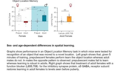 Study finds that hippocampal learning worsens in female rodents and improves in males during puberty