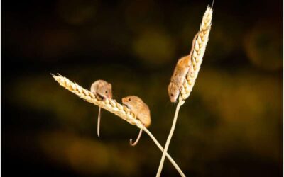 Study finds that mice can alternate between different perceptual decision-making strategies