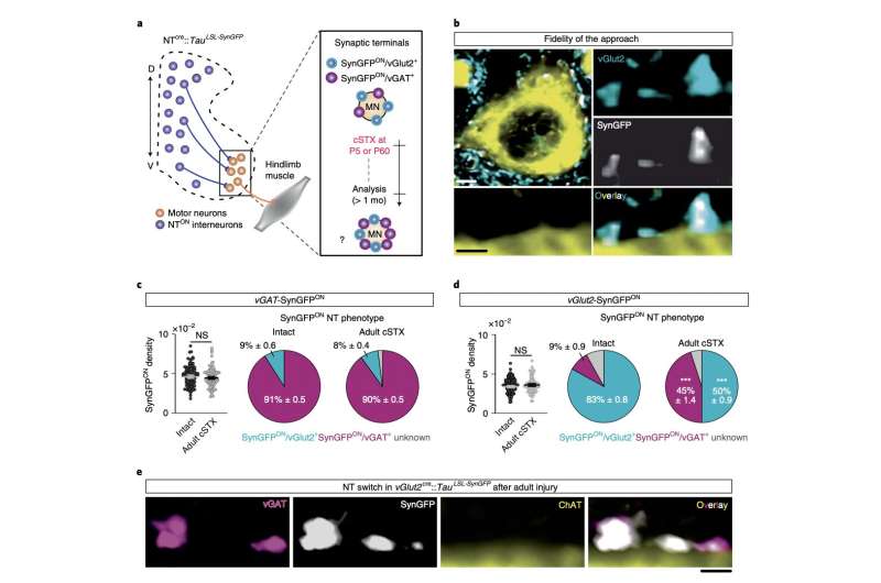 The formation of gap solitons in a 1D dissipative topological lattice