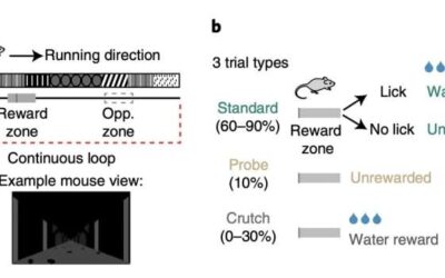 Study shows that behavioral engagement could affect hippocampal place codes