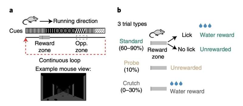 Study shows that behavioral engagement could affect hippocampal place codes