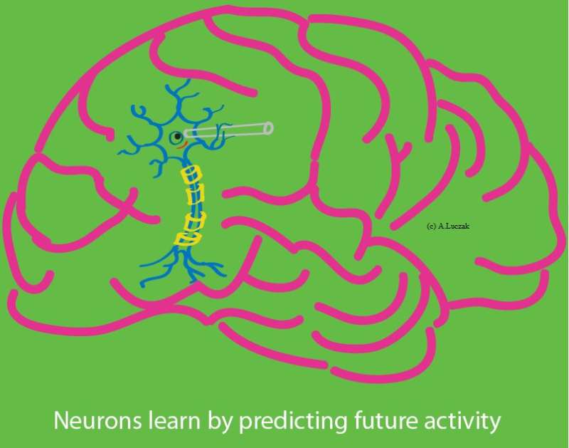 Study shows that individual neurons could learn by predicting future activity