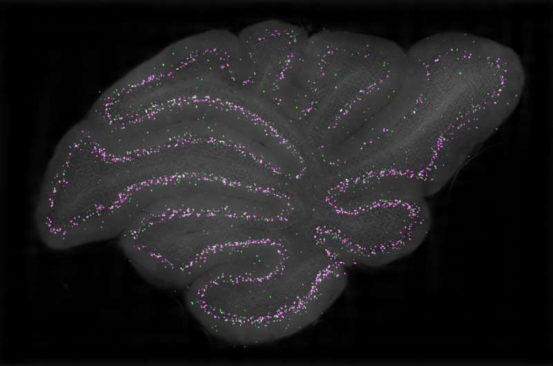 The first detailed characterization of candelabrum cells in the cerebellar cortex