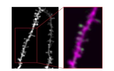 A new framework describing the formation and development of learning-related dendritic spines